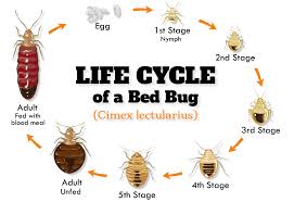 bed bugs london